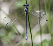 Damselfly